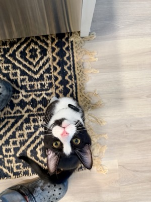 Mochi